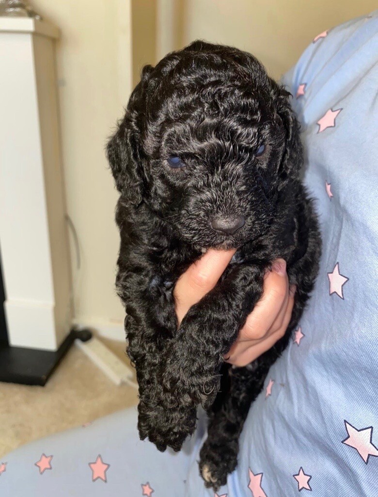 portuguese water dog gumtree